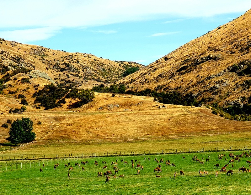 New Zealand-7.jpg