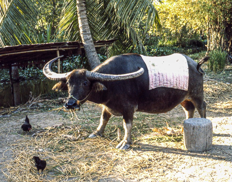 Thailand-13.jpg