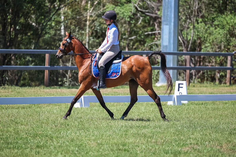 JPC Feb 2026 Dressage-6868.jpg