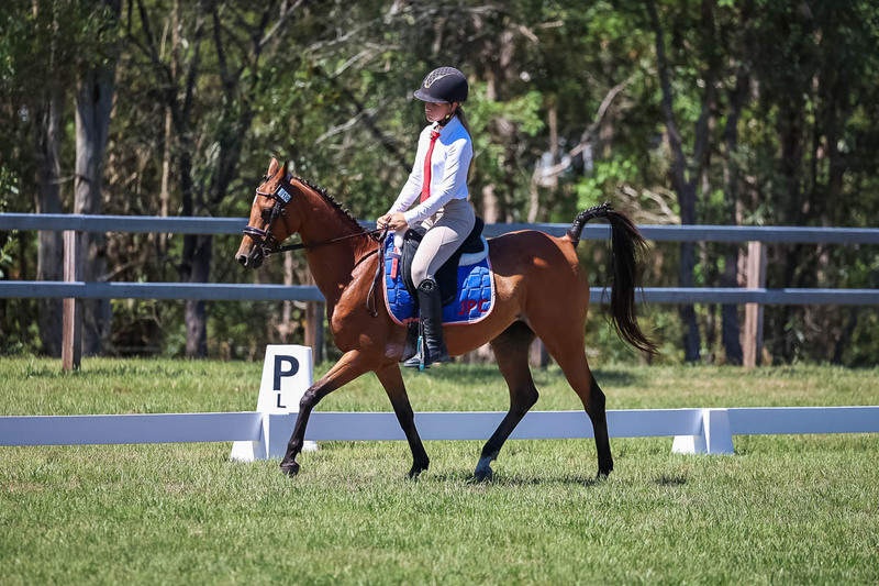 JPC Feb 2026 Dressage-6869.jpg