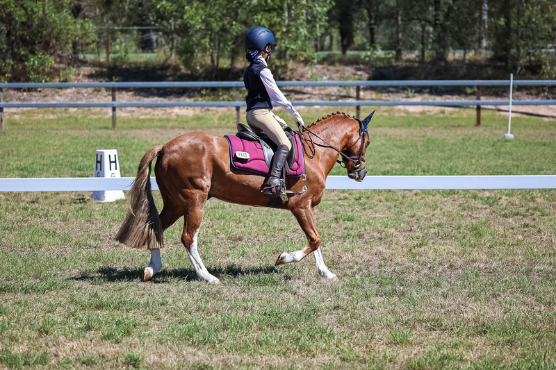 JPC Feb 2026 Dressage-6925.jpg