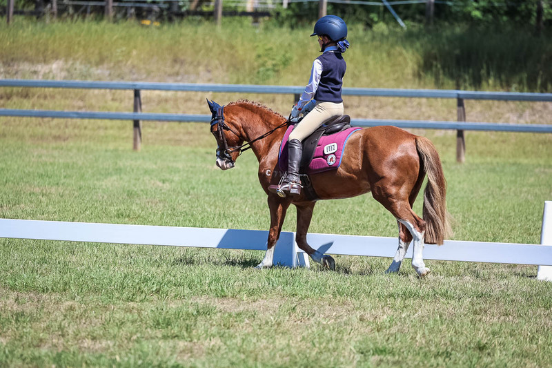 JPC Feb 2026 Dressage-6926.jpg