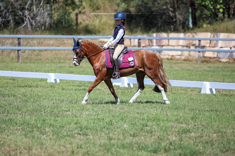 JPC Feb 2026 Dressage-6929.jpg