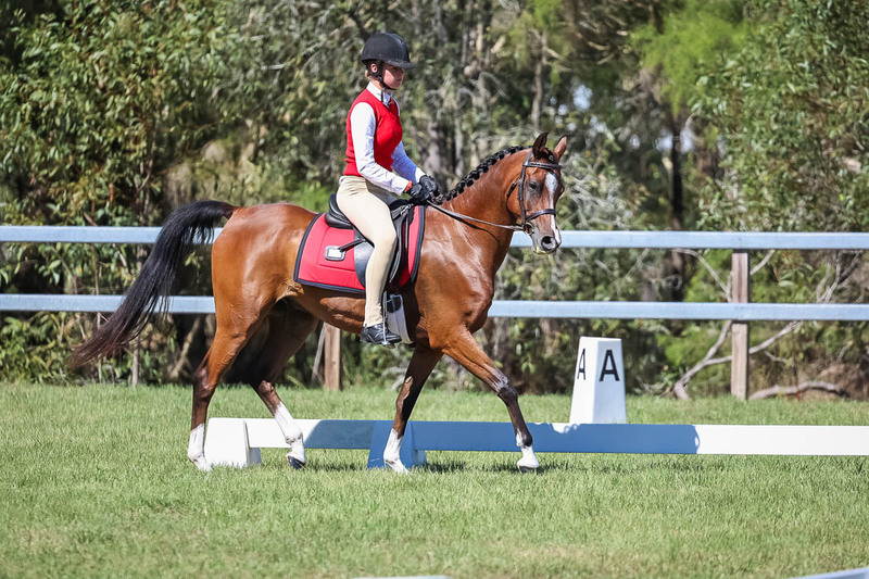JPC Feb 2026 Dressage-7054.jpg