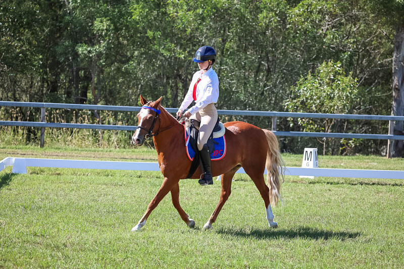 JPC Feb 2026 Dressage-7087.jpg