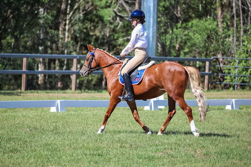 JPC Feb 2026 Dressage-7088.jpg