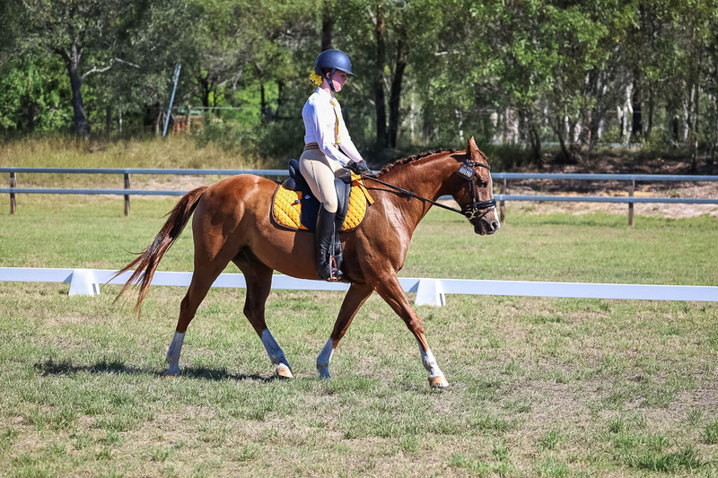 JPC Feb 2026 Dressage-7146.jpg
