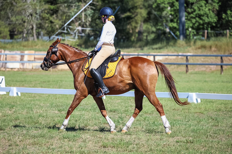 JPC Feb 2026 Dressage-7156.jpg