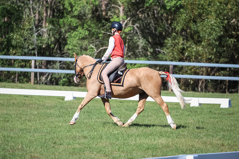 JPC Feb 2026 Dressage-7213.jpg