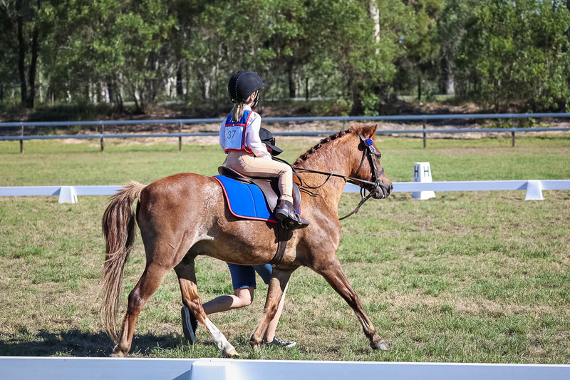 JPC Feb 2026 Dressage-7273.jpg
