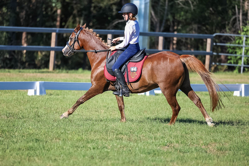 JPC Feb 2026 Dressage-7474.jpg
