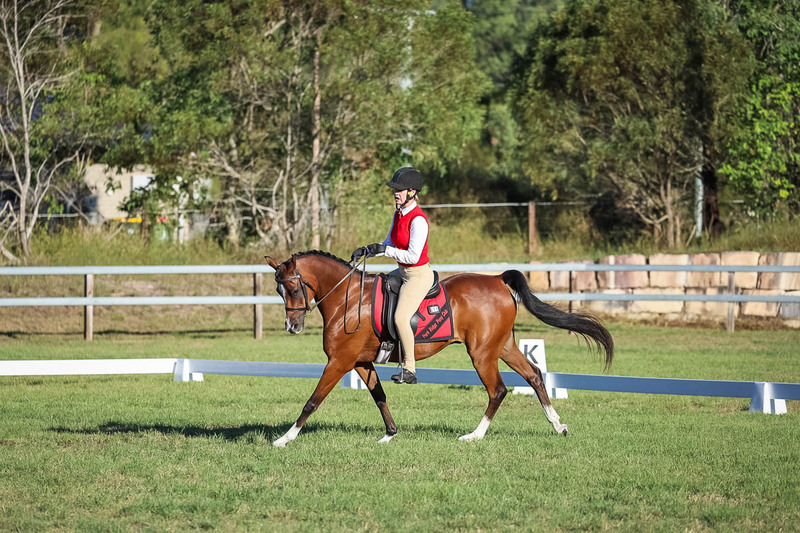 JPC Feb 2026 Dressage-7623.jpg