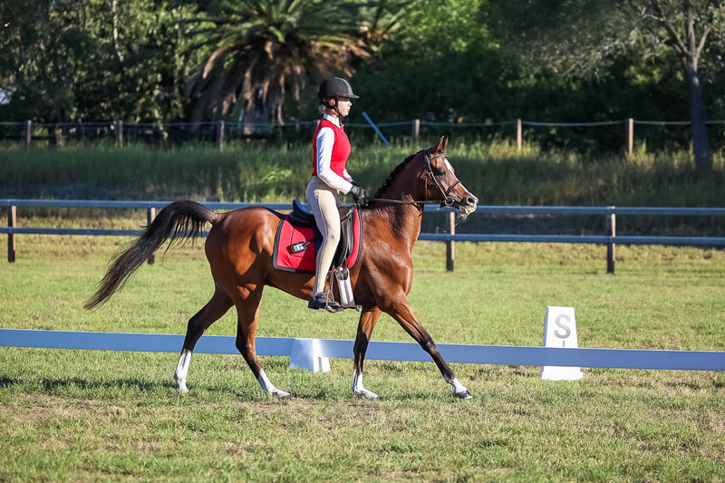 JPC Feb 2026 Dressage-7648.jpg