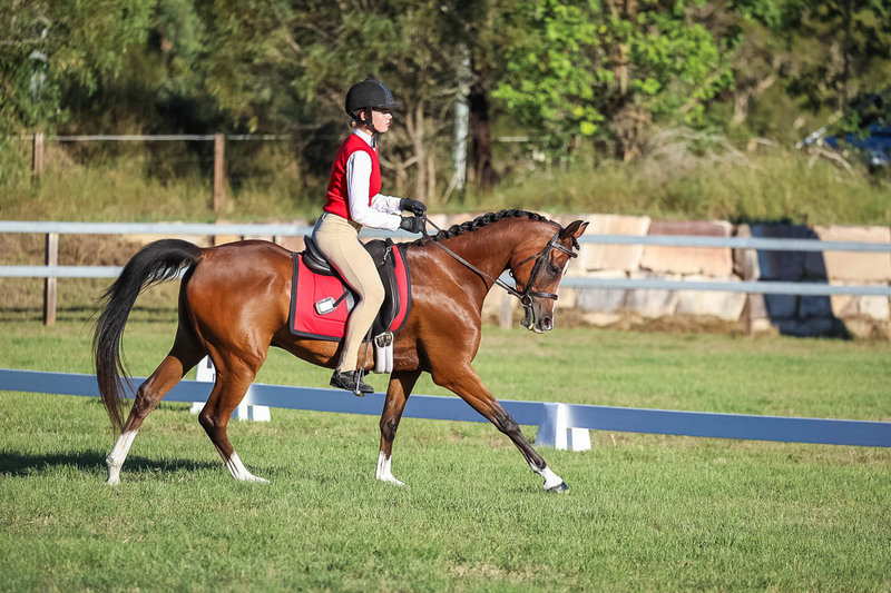 JPC Feb 2026 Dressage-7651.jpg
