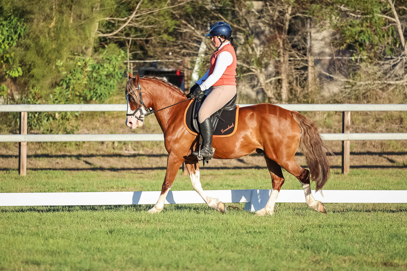 JPC Feb 2026 Dressage-7807.jpg