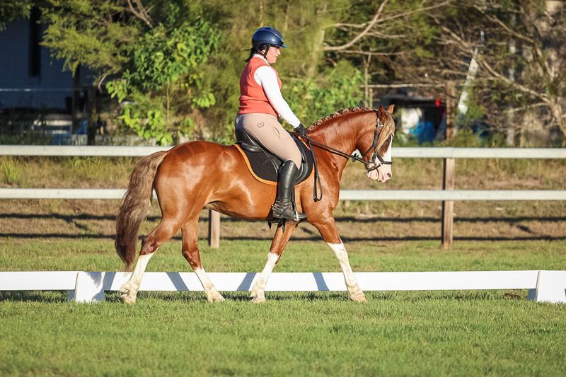 JPC Feb 2026 Dressage-7814.jpg