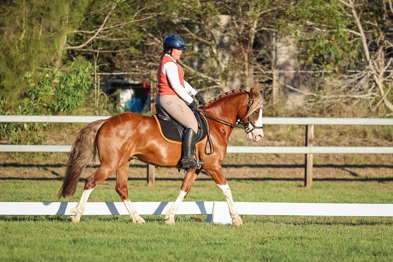 JPC Feb 2026 Dressage-7815.jpg
