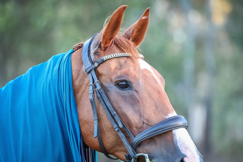 JPC Feb 2026 Dressage-7885.jpg