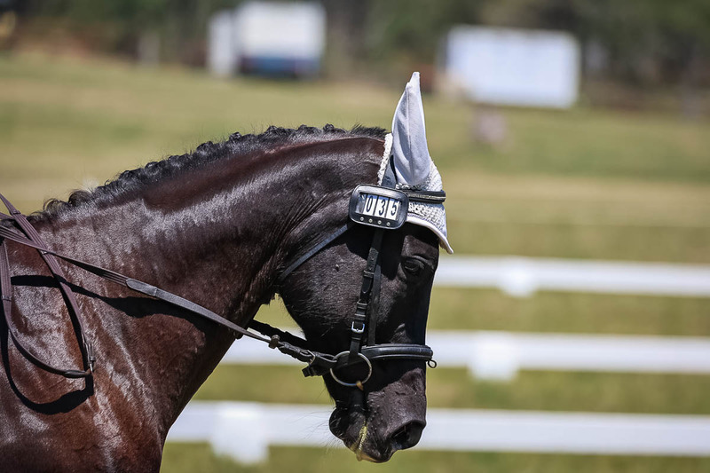 tEG 3DE 2025 Friday Dressage -1792.jpg