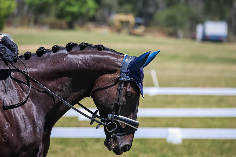 tEG 3DE 2025 Friday Dressage -1939.jpg
