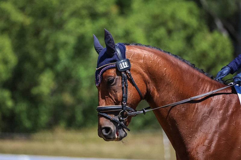 tEG 3DE 2025 Friday Dressage -1981.jpg
