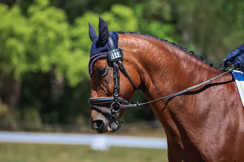 tEG 3DE 2025 Friday Dressage -1982.jpg