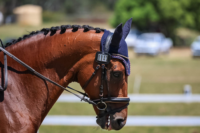 tEG 3DE 2025 Friday Dressage -1985.jpg