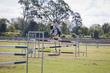 Laidley Show  2025 120-6752.jpg