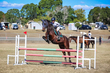 Marburg Show 2026 10-3009.jpg