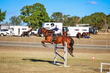 Marburg Show 2026 130-3607.jpg
