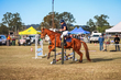 Marburg Show 2026 70-1281.jpg