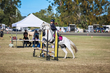 Marburg Show 2026 70-1811.jpg