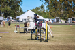 Marburg Show 2026 70-1812.jpg