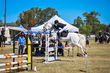 Marburg Show 2026 90-2414.jpg
