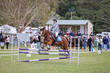 Mudgeeraba Show 2025 Junior 6 Bar Round 3-4803.jpg