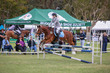 Mudgeeraba Show 2025 Junior 6 Bar Round 3-4806.jpg