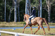 TEG 3DE 2026 Dresssage-3626.jpg