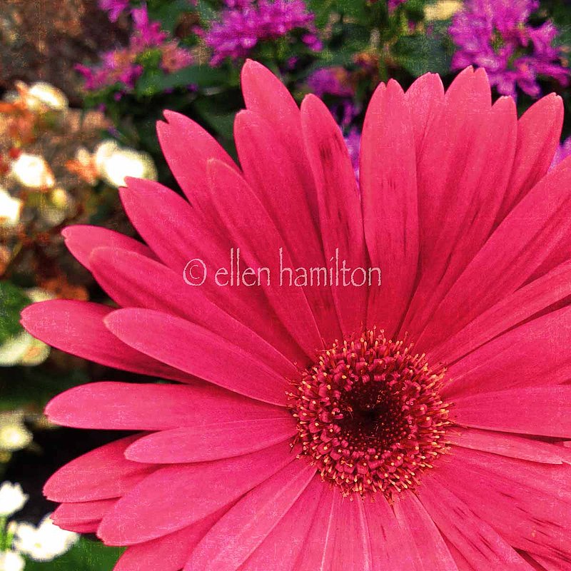 Bursting With Color.jpg