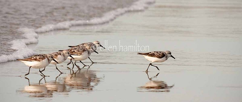 Sandpipers.jpg