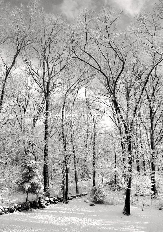 Snowy Winter Morning.jpg