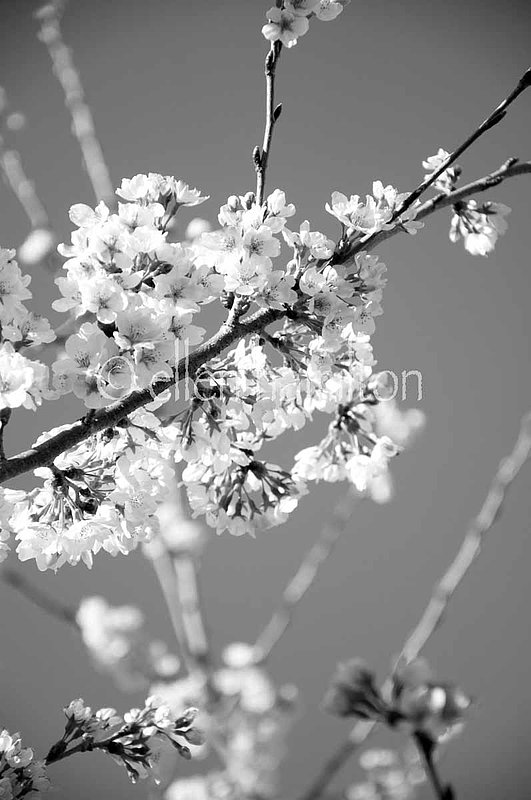 Spring Blossom BW.jpg