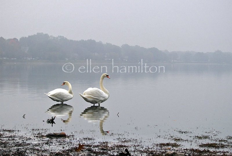 Two Swans on Horn Pond.jpg