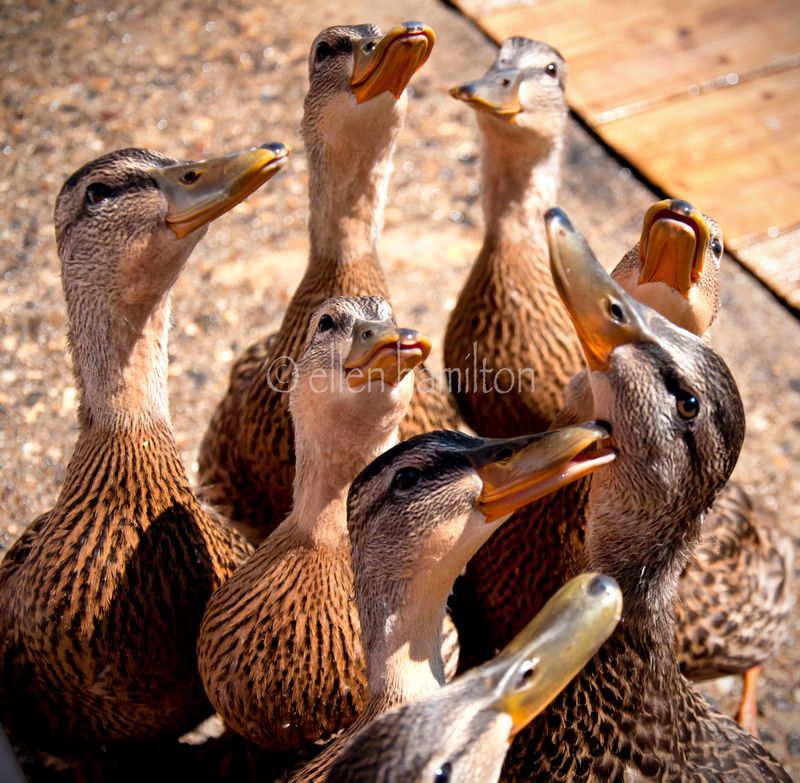 Birds of a Feather.jpg