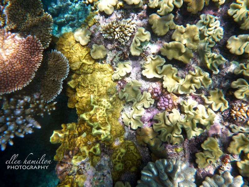 Great Barrier Reef 2.jpg