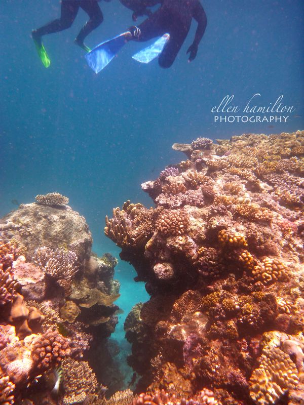 Great Barrier Reef 3.jpg