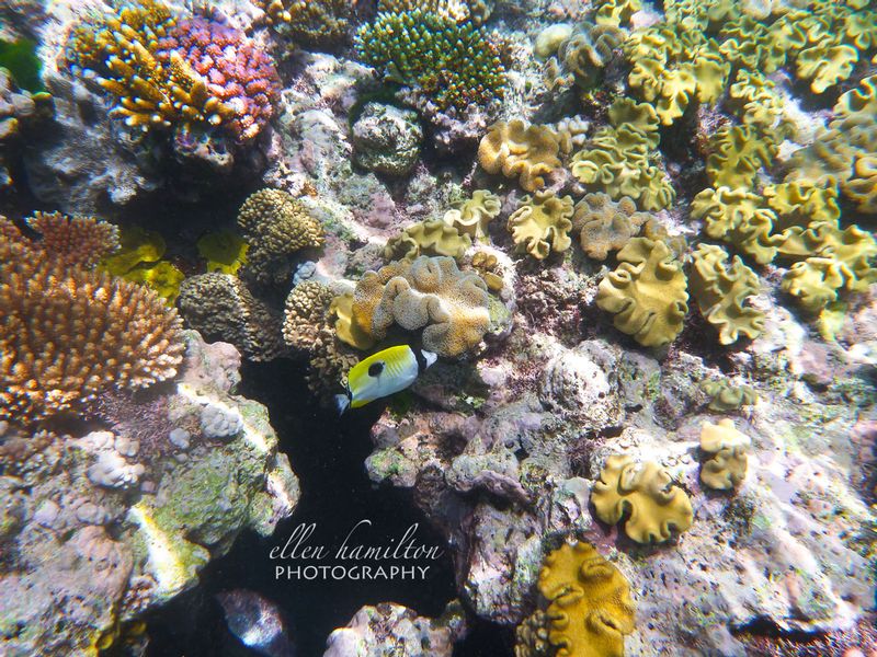 Great Barrier Reef 4.jpg