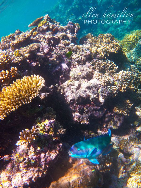 Great Barrier Reef 5.jpg