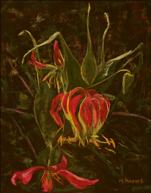 Flame Lily Pastel Web.jpg :: Flame Lily