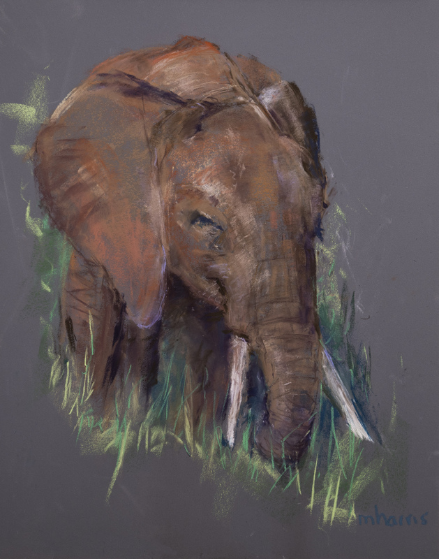 Young Elephant.jpg