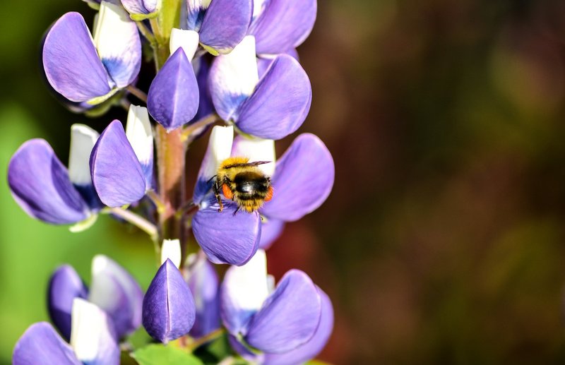 DSC_0983a.jpg :: Bee On Purple Orchid